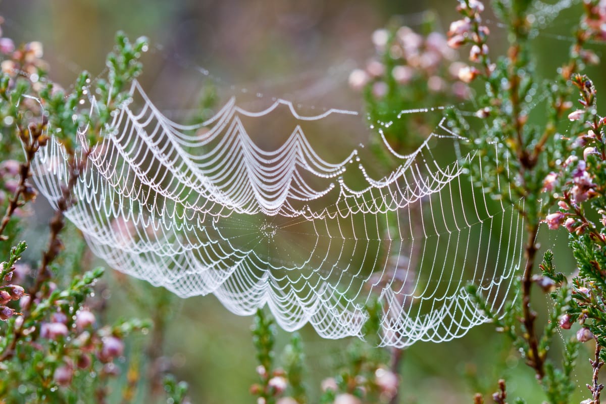 Spider web hanging from spring-blooming branches